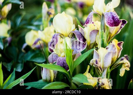 Im Garten wachsen einige wunderschöne gelb-violette Irisenblumen. Nahaufnahme einer Blüteniris auf unscharfem grünen natürlichen Hintergrund. Voller Bloom-Trend. Schrott Stockfoto