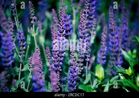 Lupin, ein Lupinenfeld mit violetten Blumen. Lupinenblumen. Wunderschöne Lupinenblumen inmitten von dunklem Grün. Lupin (lateinischer Lupinus) ist eine Gattung von Pflanzen aus Stockfoto