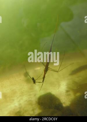 Das Fütterungsverhalten der Tiere, die Ökologie der Süßwasserkörper. Wasserstäbchen-Insekten (Ranatra linearis). Raubtiere fressen Pondskater (Gerris paludum). Foto t Stockfoto