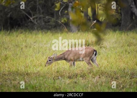 Wunderschöne Aussicht auf Pampas-Hirsch auf offenem Feld im Pantanal Stockfoto