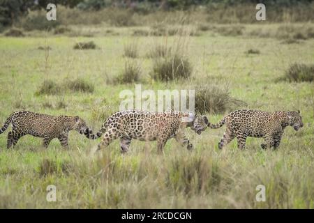 Wunderschöne Aussicht auf den wilden jaguar mit zwei Jungen, die auf dem Pantanal Field spazieren Stockfoto