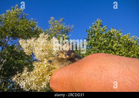 Entenküken (Aythya fuligula) an einer menschlichen Hand vor dem Hintergrund von Blüten des Ipenzaks (Filipendula) Stockfoto