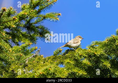 Europäischer Chiffchaff (Phylloscopus collybitus) auf Stachelfichte (Picea exelsa) an einem Frühlingstag vor blauem Himmel Stockfoto