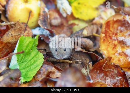 Gartenbau. Wühlmäuse ernähren sich von Äpfeln, die im Garten vom Baum gefallen sind, bis Frost entsteht. Nagetiere fressen seltsame runde Hohlräume in Früchten auf, sie fressen Fruchtfleisch und Spe Stockfoto