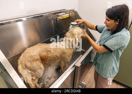 Der Stomer wäscht den Hund vor der Pflege sorgfältig im Bad Stockfoto