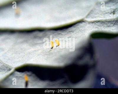 Eier des kleinen weißen Weißkohl-Schmetterlings (Pieris rapae) auf Kohl Stockfoto