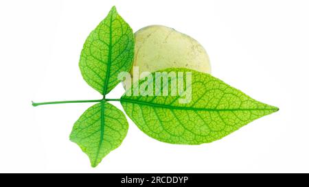 AEGLE-Marmelos oder indische Baelfrucht mit grünen Blättern auf weißem Hintergrund. Konzept gesundes Leben. Stockfoto