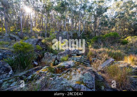 Sonnenlicht, das durch Bäume am Hang neben Glen Elgin Creek scheint, New England Tablelands, NSW Australien Stockfoto