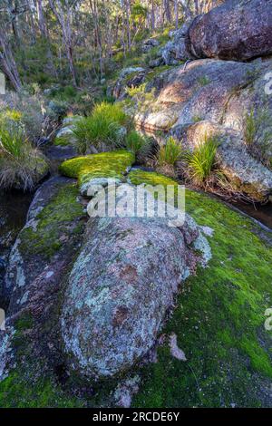 Grünes Moos auf Granitfelsen in Glen Elgin Creek, New England Tablelands, NSW Australien Stockfoto