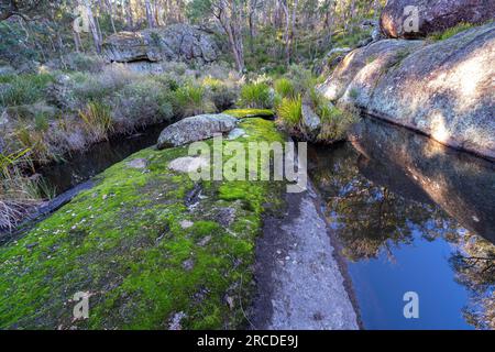 Grünes Moos auf Granitfelsen in Glen Elgin Creek, New England Tablelands, NSW Australien Stockfoto