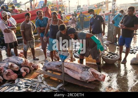 Fischmarkt in Negombo, Sri Lanka Stockfoto