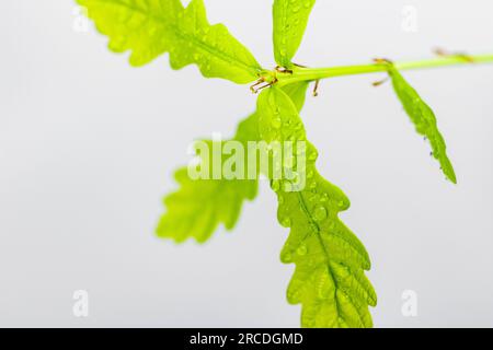 Hellgrüne Blätter einer jungen Eiche in Wassertropfen auf hellem Hintergrund Stockfoto