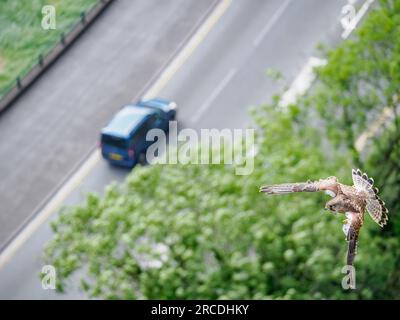 Der junge Kestrel Falco tinnunculus fliegt in hohen Winden über der Avon-Schlucht an der Clifton Suspension Bridge in Bristol UK Stockfoto