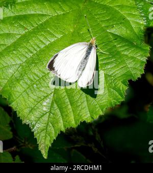 Männlicher großer weißer Pieris brassicae, der sich auf einem Bromble-Blatt sonnt, mit halb geöffneten Flügeln, um die Temperatur zu regulieren – Somerset UK Stockfoto