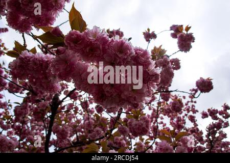 Die Gärten des Schlosses Hirosake zeigen eine großartige Darstellung der Kirschblüten in Japan Stockfoto