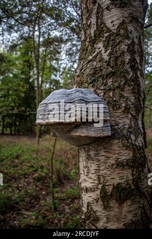 Fomes fomentarius, gemeinhin bekannt als der Tinder Pilz an der Seite eines großen Baumes. Stockfoto