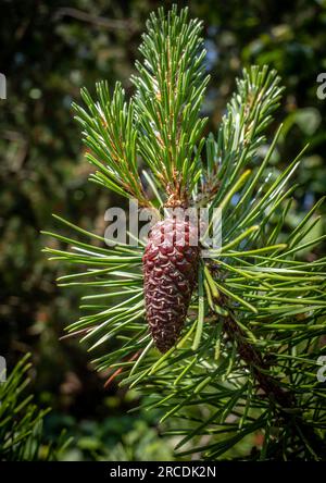 Ein einzelner Kiefernzapfen, der mit Kiefernadeln an einem Ast hängt. Stockfoto