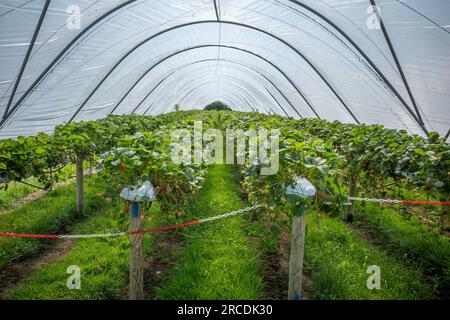 Erhabene Reihen von Erdbeerpflanzen auf einer Farm, die durch einen Poly-Tunnel geschützt ist. Stockfoto
