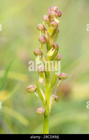 Froschorchidee (Dactylorhiza viridis) im Juli in Noar Hill SSSI, Hampshire, England, Großbritannien Stockfoto