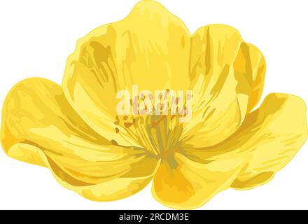 Blühende gelbe Primrose. Gelbe Blume isoliert. Aquarell mit Blumenmuster. Blumenkopf. Designelement für Hochzeitskarten, Einladungen, Grußplakate. Vec Stock Vektor