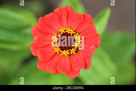 Die bunten Blumen von Zinnia elegans „Forecast“ Stockfoto