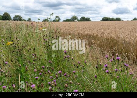 Ein Wildblumenrand am Rande eines Ackerlandes auf Ackerland in Hampshire, England, Großbritannien, im Juli oder Sommer Stockfoto