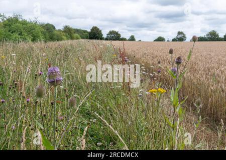 Ein Wildblumenrand am Rande eines Ackerlandes auf Ackerland in Hampshire, England, Großbritannien, im Juli oder Sommer Stockfoto