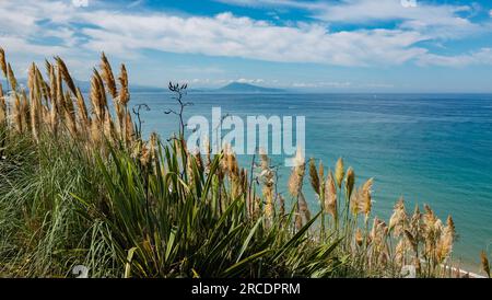 Biarritz, Frankreich, 2021. Blick auf das grün-blaue Meer von einem Vorhang aus Pampasgras (Cortaderia selloana) bis zum Fuße der Pyrenäen Stockfoto