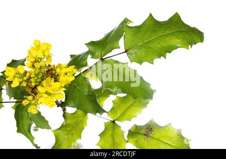 Berberis aquifolium pursh mit gelben Blüten. Mahonia aquifolium, die Oregons Traube oder Holly-Leaf-Barberry Stockfoto