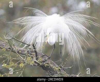 Great Egret (Ardea alba). Anzeige in der Nähe des Nests. St. Augustine, Florida. Stockfoto