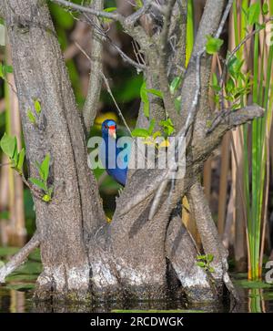 Violette Gallinule (Porphyrula martinica). Everglades-Nationalpark, Florida, USA. Stockfoto