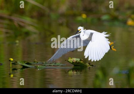 Snowy Egret (Egretta thula). Fishing in Everglades National Park, Florida. Stockfoto