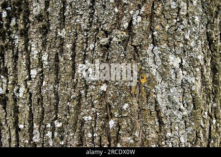 Lindenbaumrinde. Hintergrundtextur. Nahaufnahme des Baumstamms. Stockfoto