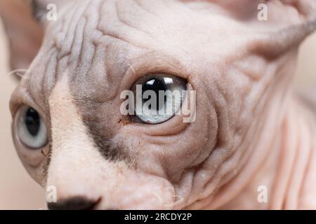 Blaue Augen eines kleinen kanadischen Sphynx-Kätzchens, keine Wimpern, haarlose Katze. Stockfoto