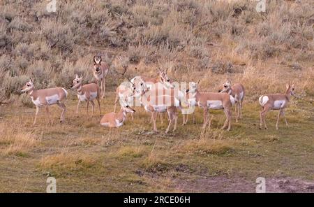 Gabelhornbestand (Antilocapra americana) während der Paarungszeit. Yellowstone-Nationalpark, Wyoming, USA. Stockfoto