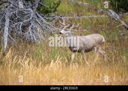 Das Maultier (Odocoileus hemionus). Reifer Buck. Yellowstone-Nationalpark, Wyoming, USA. Stockfoto