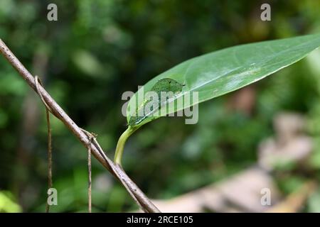Auf der Oberfläche eines grünen Blatts befindet sich eine grüne, geschwungene, grüne raupe jay Stockfoto
