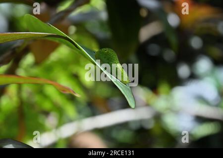 Seitenansicht einer geschwungenen grünen jay Raupe (Graphium Agamemnon) auf einer Blattoberfläche Stockfoto
