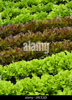 Gemischte Bio-essbare Pflanzen in Küchen-Gartenbett (frische grüne und rote Blätter, hausgemachte Blattnahrung, Gemüsefeld) - West Yorkshire, England, Großbritannien. Stockfoto