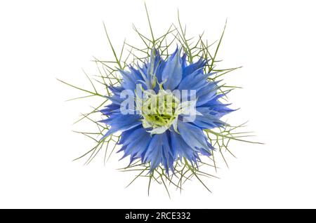 Nigella-Blume isoliert auf weißem Hintergrund Stockfoto