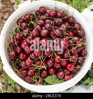 Draufsicht auf Kirschen, die aus dem Obstgarten in einem Eimer gepflückt wurden. Stockfoto