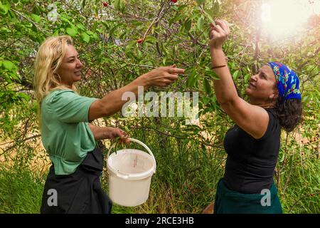 Ankara, Türkei - 9. Juli 2023: Zwei Frauen, eine blonde und eine mit einem Schal, die Kirschen im Kirschgarten pflückt Stockfoto