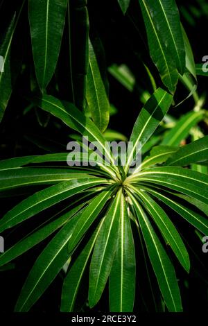 Euphorbia millifera Kanarienvogel, der in einem Garten im Vereinigten Königreich wächst. Stockfoto