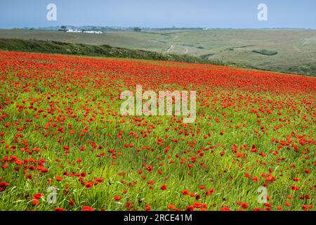 Der atemberaubende Anblick eines Feldes voller Common Poppies Papaver Rhoeas an der Küste von Crantock Bay in Newquay in Cornwall, Großbritannien in Europa. Stockfoto