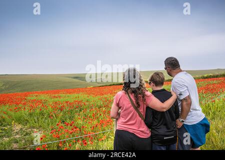 Eine Familie von Urlaubern, die den atemberaubenden Anblick eines Feldes voller Common Poppies Papaver Rhoeas an der Küste von Crantock Bay in Newquay in Cornwal genießen Stockfoto