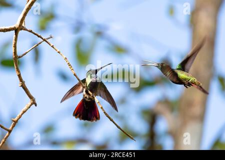 Zwei Kolibris kämpften um Territorium im Mangrovenwald von Trinidad. Stockfoto