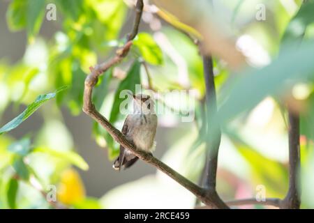 Junger Rubin-Topas-Kolibri, Chrysolampis-Moskitus, der in einer Pflanze im kühlen Schatten eines kleinen Baumes sitzt. Stockfoto