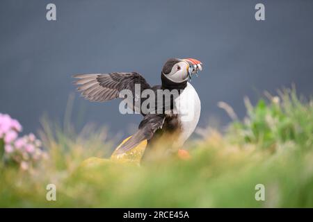 Puffin Atlantic (Fratercula Arctica), Sumburgh Head RSPB Reserve, Shetland Stockfoto