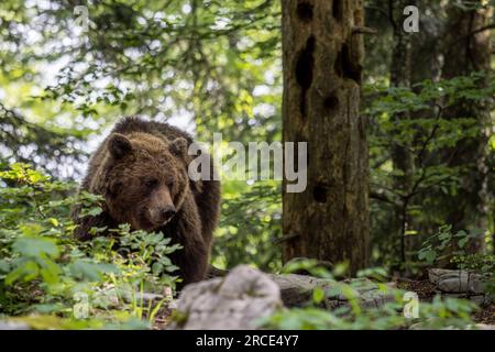 Braunbär - Ursus arctos großes beliebtes Säugetier aus europäischen Wäldern und Bergen, Slowenien, Europa. Stockfoto