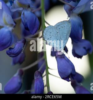 Ein blauer Schmetterling Celastrina argiolus Schmetterling, der bestäubt und auf Wisteria-Blumen sitzt Stockfoto